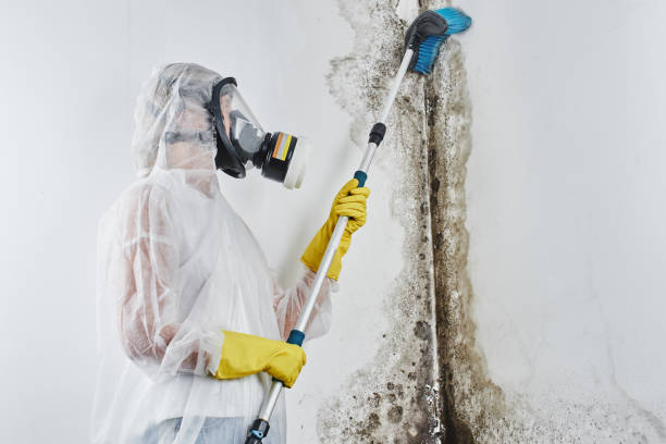 Best Residential Mold Remediation in Midland, WA