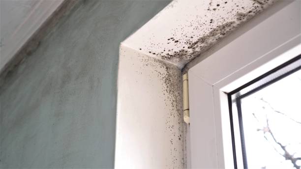 Best DIY Mold Remediation Support Services in Midland, WA