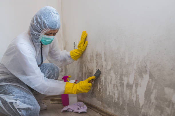 Best Insurance-Related Mold Remediation in Midland, WA