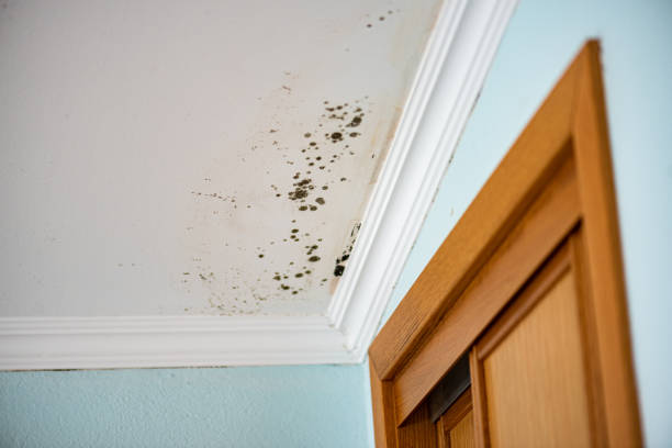 Best Attic Mold Remediation in Midland, WA