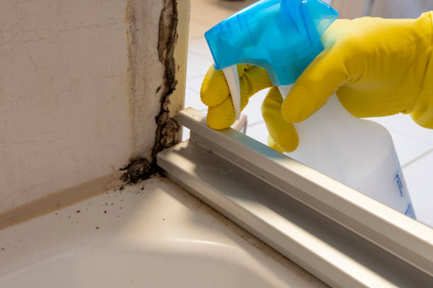 Best HVAC Mold Remediation in Midland, WA