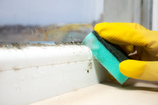 Best Localized Mold Remediation (e.g., coastal areas, humid climates) in Midland, WA