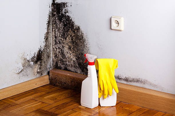 Best Residential Mold Remediation in Midland, WA